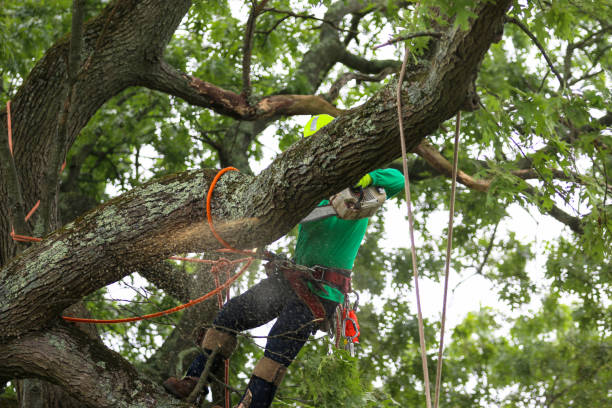 Best Commercial Tree Services  in USA